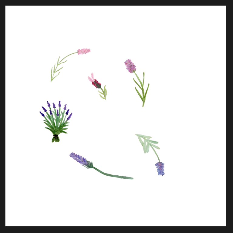 Scattered purple and pink lavender flowers on a white background.